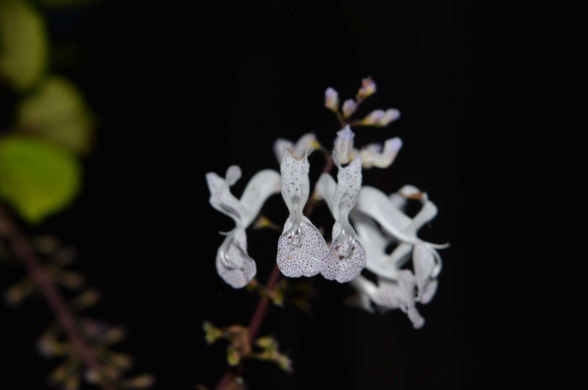Wild flowers in the mountains of Mullayyanagiri 