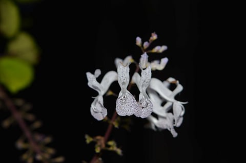 Wild flowers in the mountains of Mullayyanagiri 