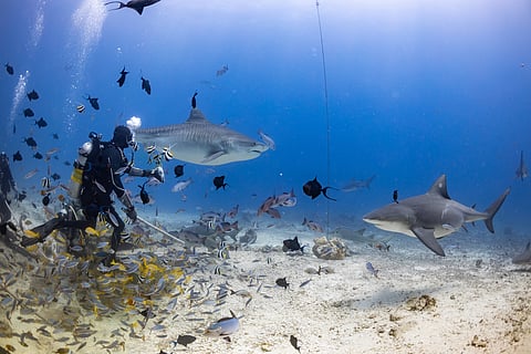 Diving with sharks in tropical waters is a thrilling experience