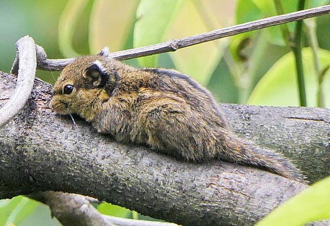 A Himalayan striped squirrel in the Lower Dibang Valley