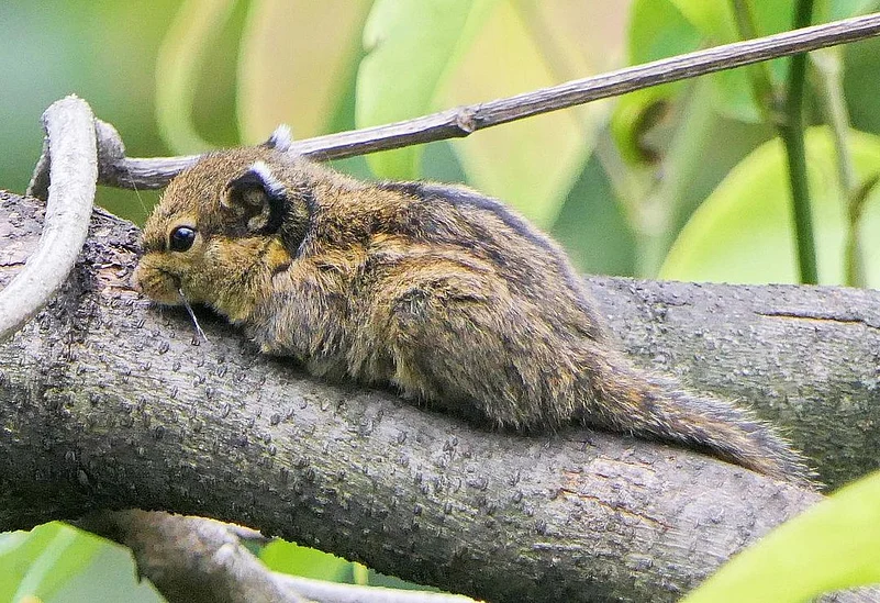 A Himalayan striped squirrel in the Lower Dibang Valley