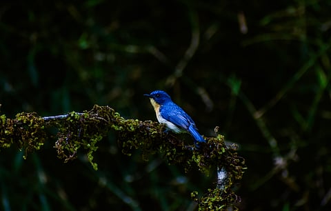 A Tickell's blue flycatcher in Dandeli, Karnataka