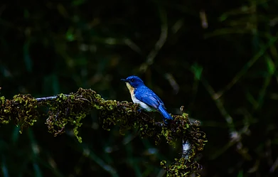 Sujoy_Dutta_dev/Shutterstock : A Tickells blue flycatcher in Dandeli, Karnataka