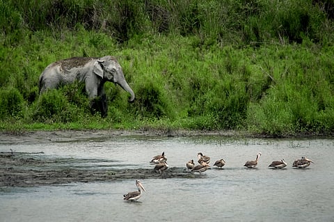 An Asian elephant and a group of pelicans at Kaziranga National Park