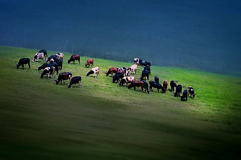 A herd of cows grazing in a grass valley of Mountains, Munnar, Kerala
