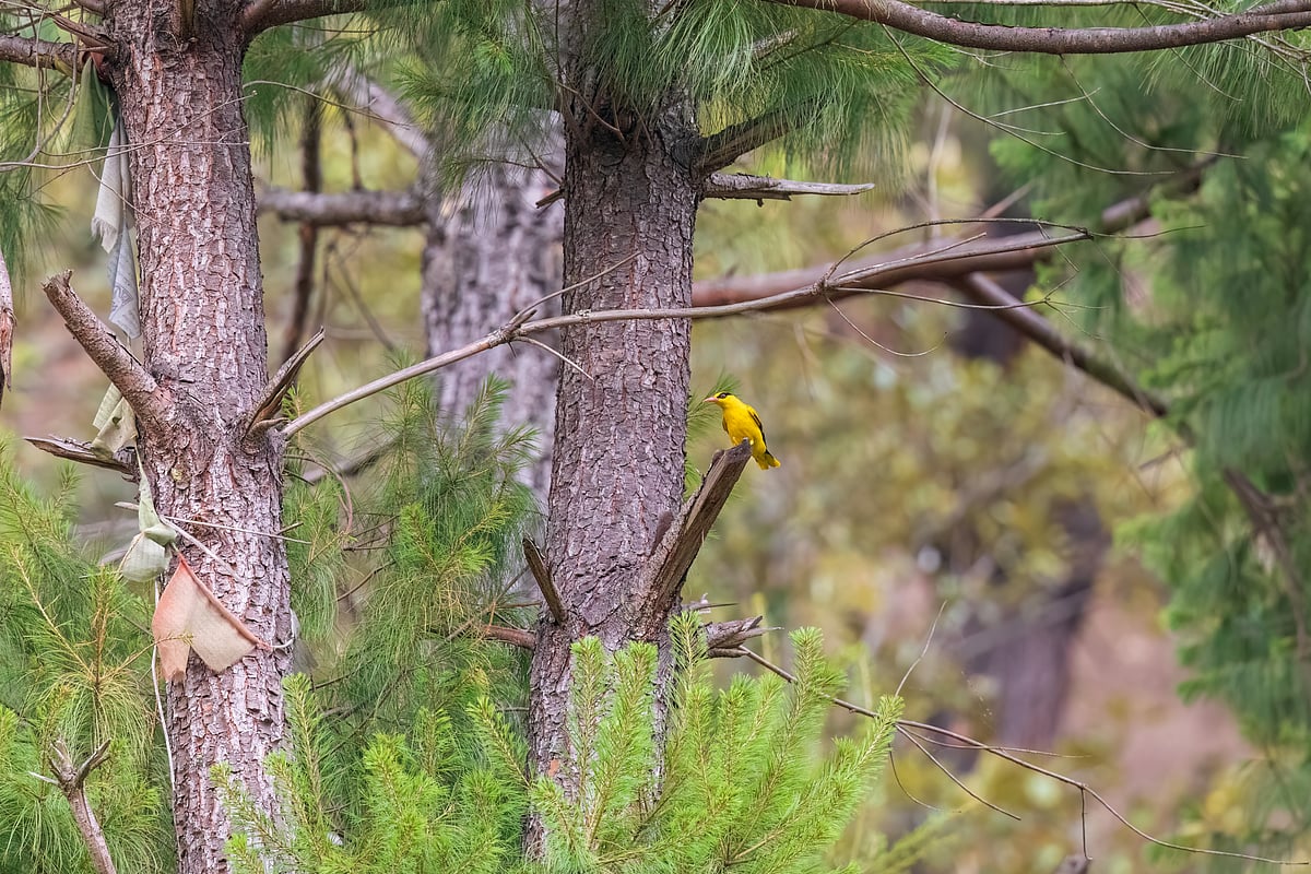 A slender-billed oriole in the Sangti Valley