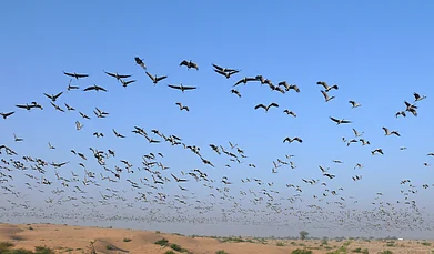 Ananda Banerjee : Thousands of Demoiselle cranes flying over Khichan, Rajasthan