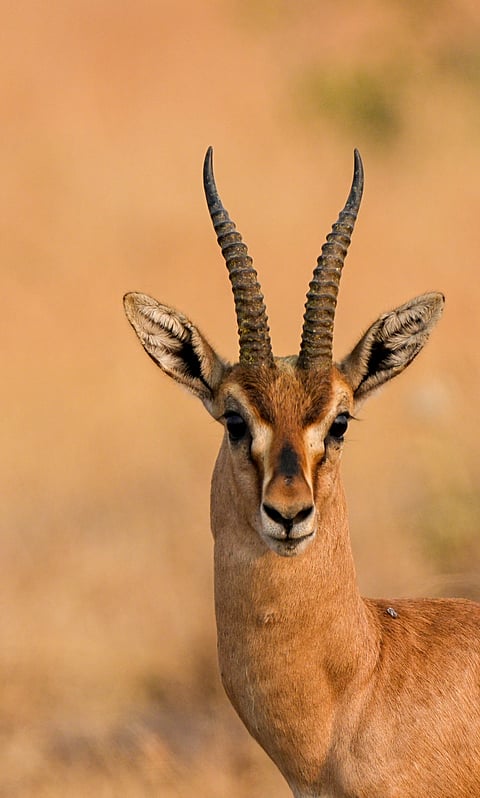 A Chinkara looks into the camera
