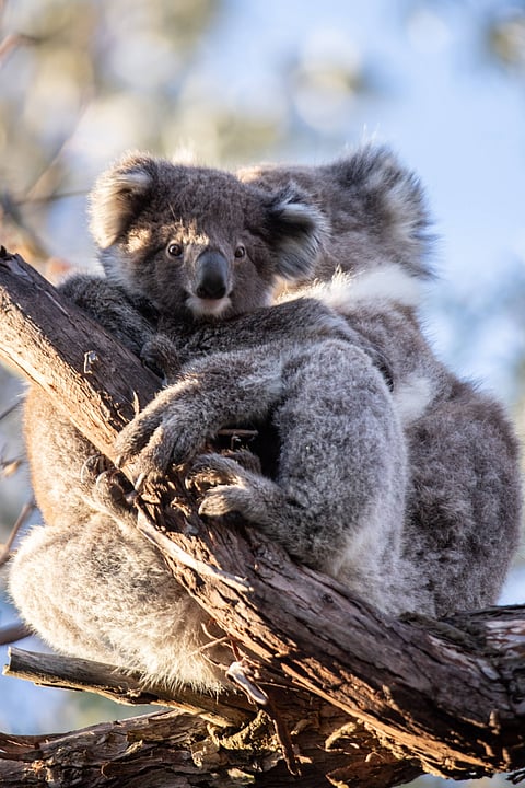 Mother and baby koala hugging on a tree branch, Raymond Island, Australia