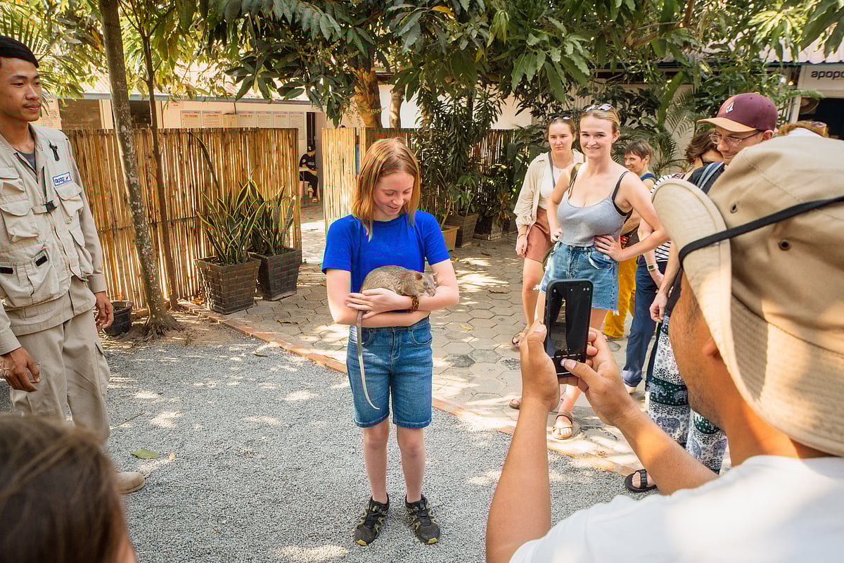 A close-up of an African giant pouched rat being cradled in hands