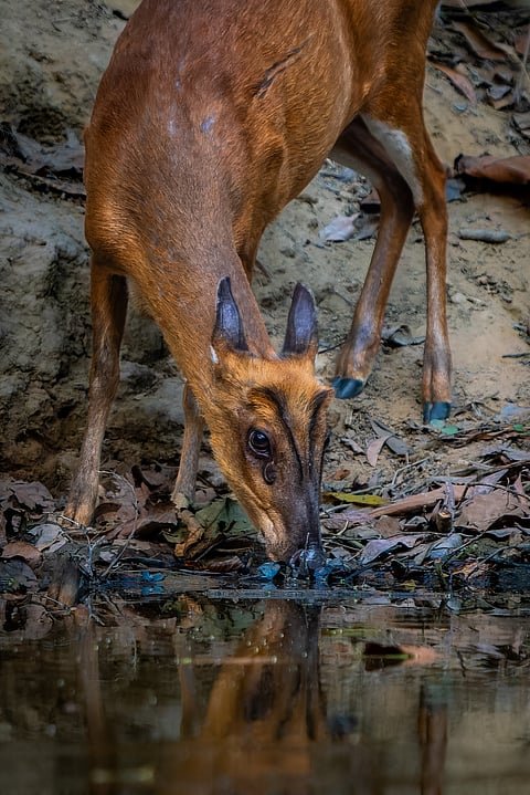 A close-up of a Northern red muntjac