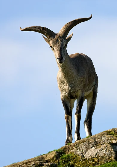 Shutterstock : The Bharal (Pseudois nayaur), also called the Helan Shan Blue Sheep