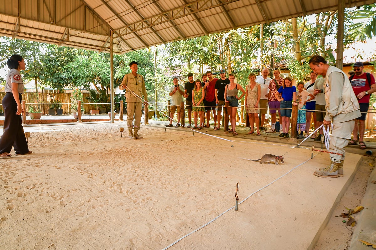 An African giant pouched rat searches for landmines during the HeroRATs excursion