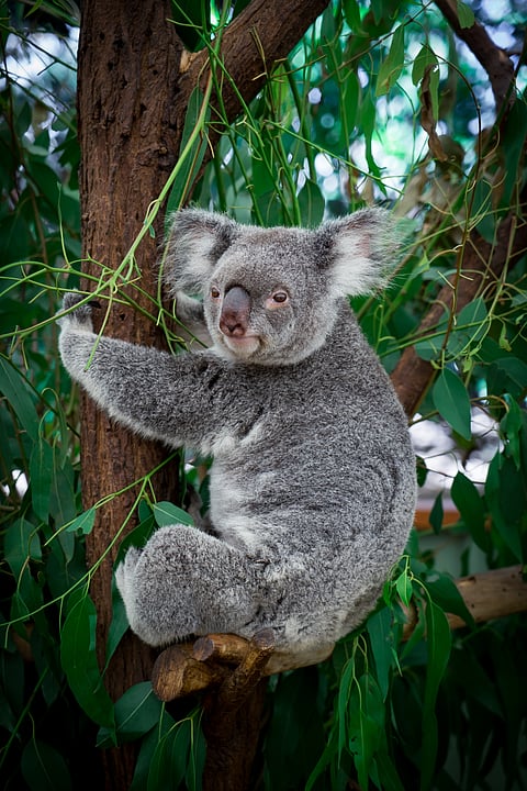 A koala at the Lone Pine Koala Sanctuary