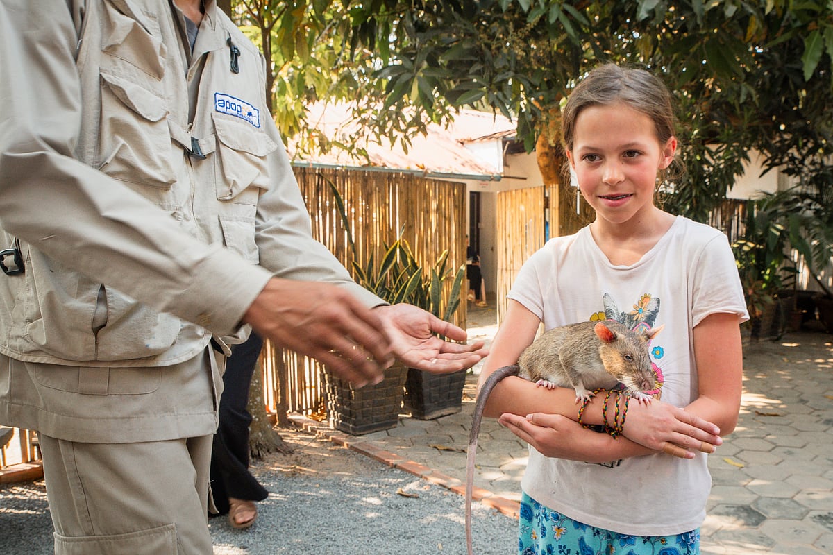 Shutterstock : A tourist poses with an African giant pouched rat during the HeroRATs excursion at the APOPO Visitor Center