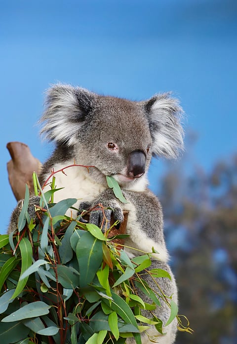 A koala at the Caversham Wildlife Park