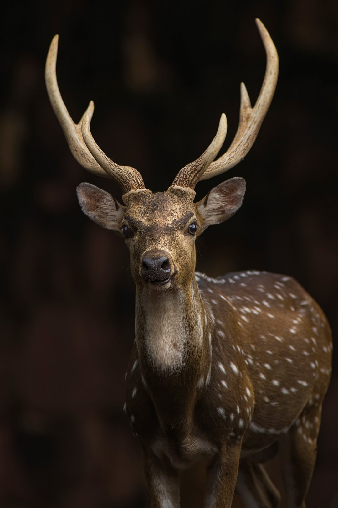 A Chital looks into the camera