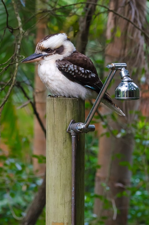An Aussie bush shower topped with a kookaburra at a campsite near Port Stephens, New South Wales, Australia