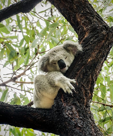 A koala sits on a tree at Magnetic Island, Queensland