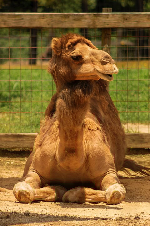 Camel lying on dirt with fence and grass at the Tucki Tucki Nature Reserve