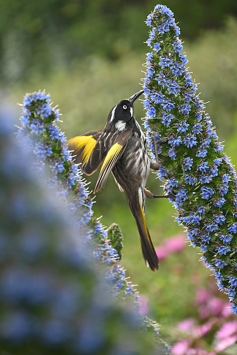 View of a New Holland honeyeater eating from a Echium candicans on Great Ocean road in Victoria, Australia