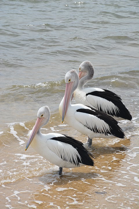 Pelicans at San Remo, Phillip Island, Victoria, Australia