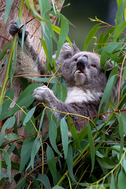 Koala, (Phascolarctos cinereus), Kangaroo Island, South Australia, Australia