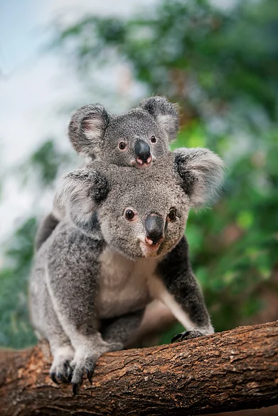 Shutterstock : Mother koala carries baby koala on her back in a park in Australia