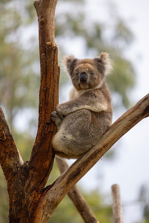 A koala sits on a tree at the Cleland Wildlife Park