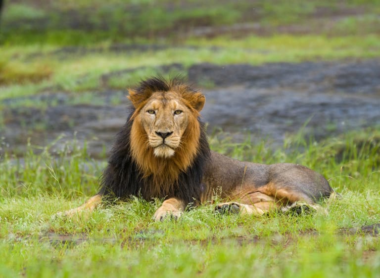 Sasan Gir National Park is the only location outside of Africa where you can see the magnificent Asiatic lions - Shutterstock