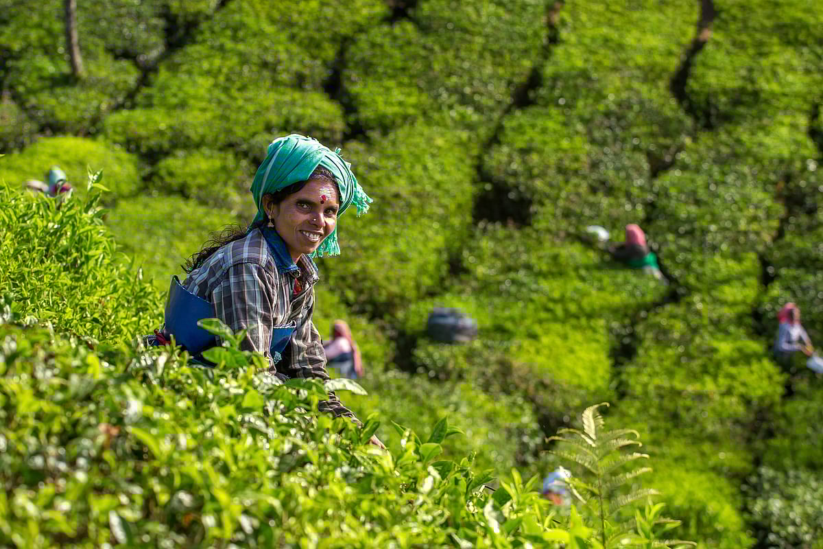 As soon as we stepped out at the tea garden, we saw only women with baskets moving about, picking the leaves
