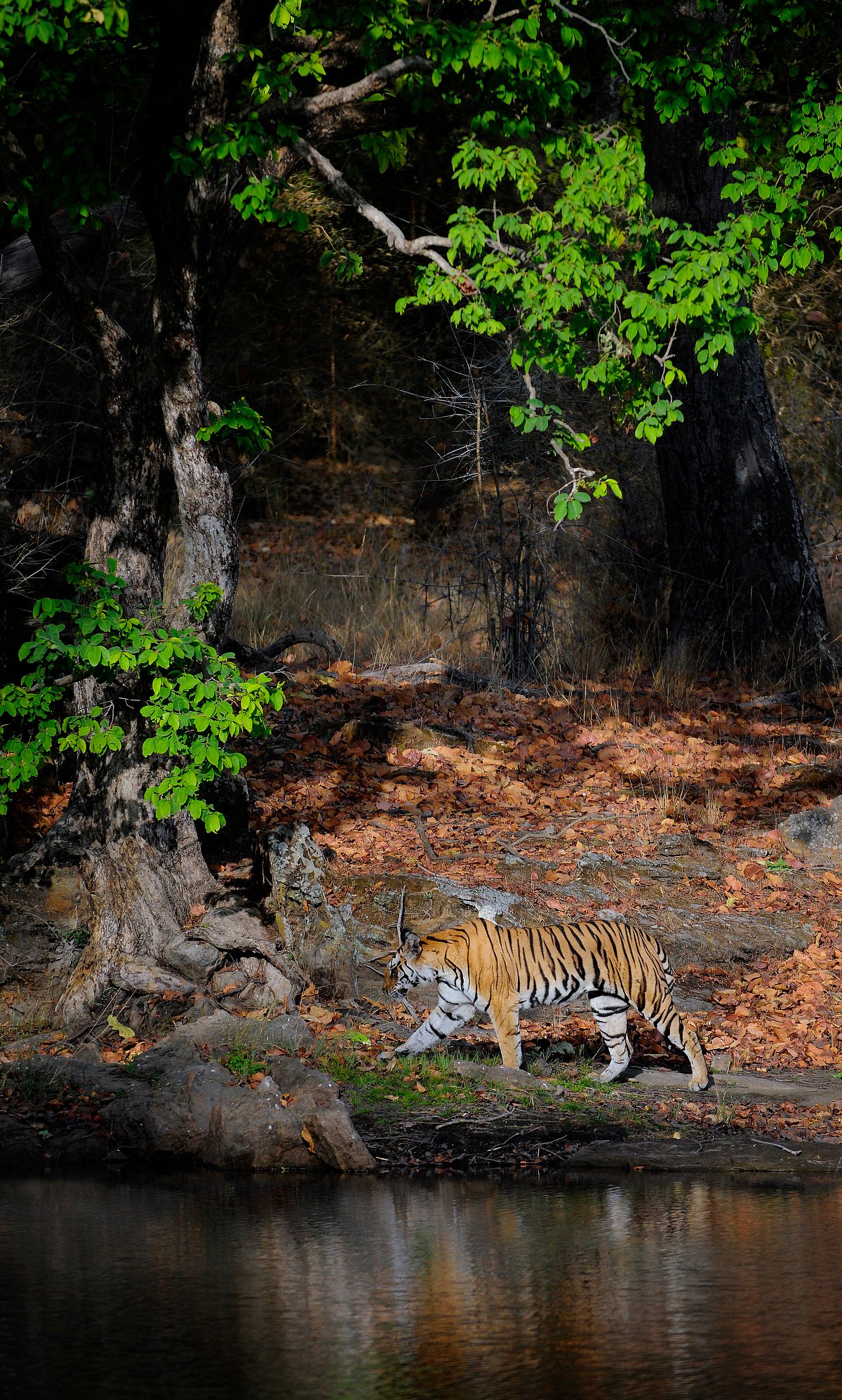 Shutterstock : A tiger prowls at the Bandhavgarh National Park 