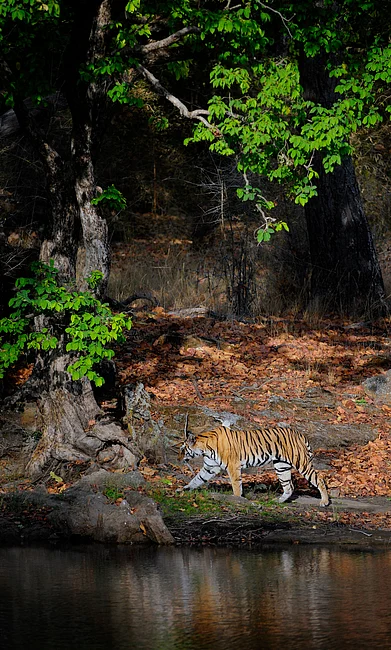 Shutterstock : A tiger prowls at the Bandhavgarh National Park