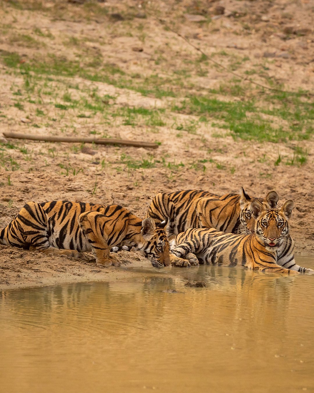 Tigers at the pond drinking water at Bandhavgarh Park