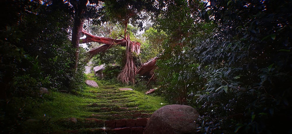 Trek through lush forests in Yelagiri