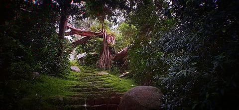 Trek through lush forests in Yelagiri