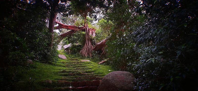 Trek through lush forests in Yelagiri