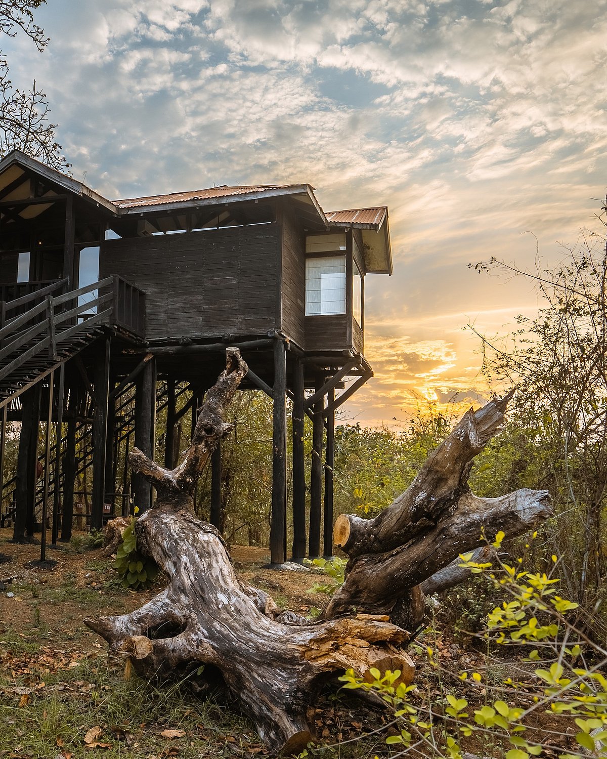 The treehouses of Pench Tree Lodge are made of local sal wood and perched 18 feet above the ground