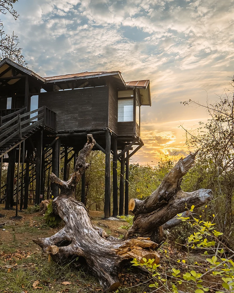The treehouses of Pench Tree Lodge are made of local sal wood and perched 18 feet above the ground