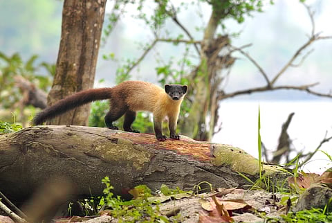 Yellow-Throated Marten in Nameri National Park, Assam