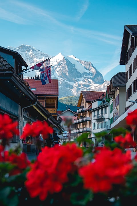 Stunning shot through a bush of roses of the alpine village Wengen