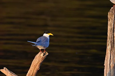 Shutterstock : River Tern sitting on the edge of a branch looking for prey