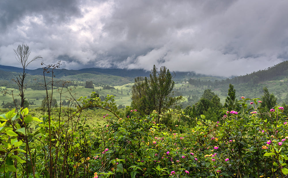 Shola forest near Mannavanur Lake, Kodaikanal, Tamil Nadu