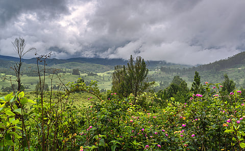 Shola forest near Mannavanur Lake, Kodaikanal, Tamil Nadu