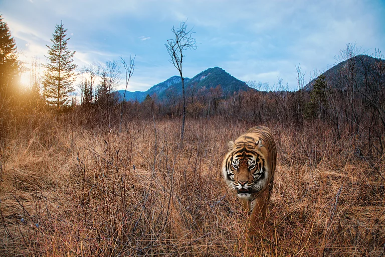 Lesser-known wildlife sanctuaries and tiger reserves in India that should be on your travel itinerary - Shutterstock.com