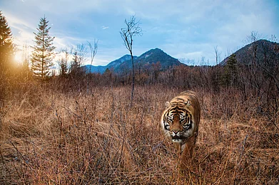 Shutterstock.com : Lesser-known wildlife sanctuaries and tiger reserves in India that should be on your travel itinerary