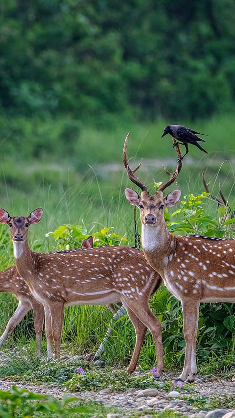 Crow sits on a spotted deer