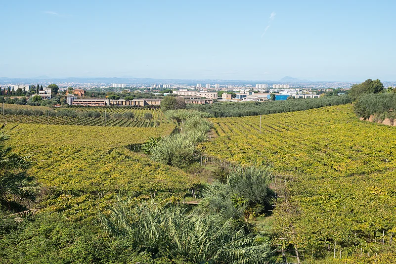 Vineyard valley in Frascati