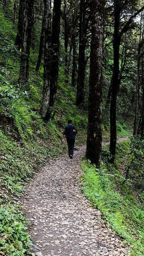 Pathway in the dense Himalayan forest of Tirthan Valley