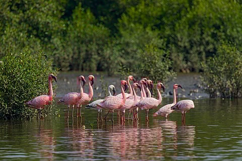 A group of flamingoes is called a "flamboyance." This is a group of lesser flamingoes at the Thane Creek Flamingo Sanctuary
